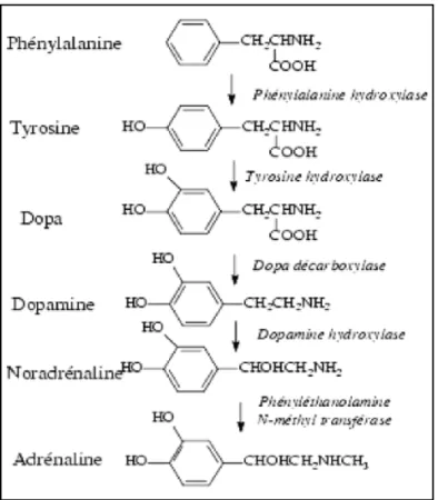 Figure 4: Voie de synthèse de la dopamine, de la noradrénaline et de l'adrénaline. 
