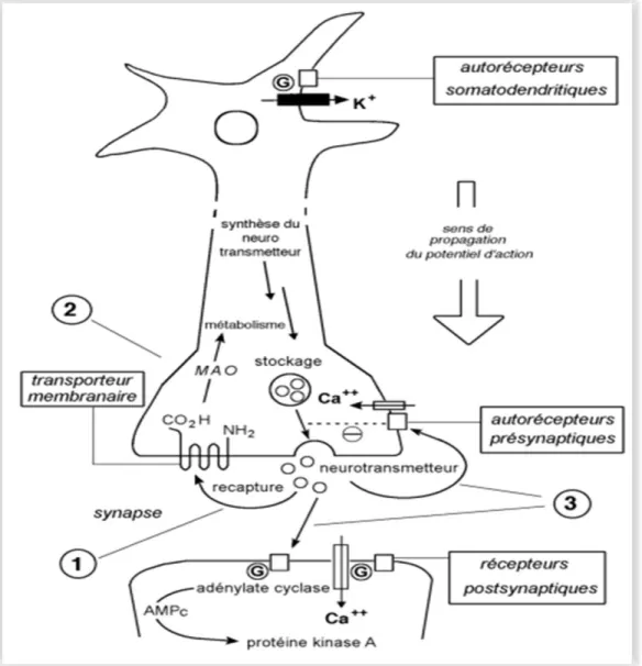 Figure  7:  Mécanismes  d'action  des  antidépresseurs  sur  la  neurotransmission  synaptique (D’après Artigas et al, 2002) 