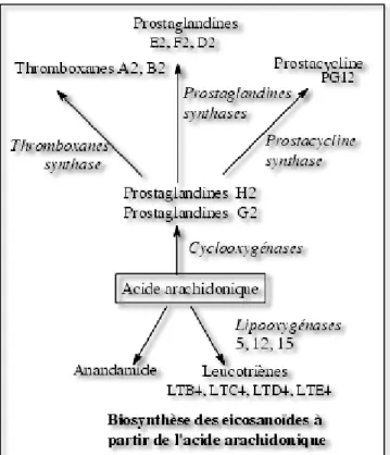 Figure 9 : Biosynthèse des eicosanoïdes à partir de l’Acide  arachidonique