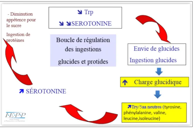 Figure 10: Cycle  entre  déficit en tryptophane  et prise  de poids (Schéma  de Mme  Hiniger-Favier) 
