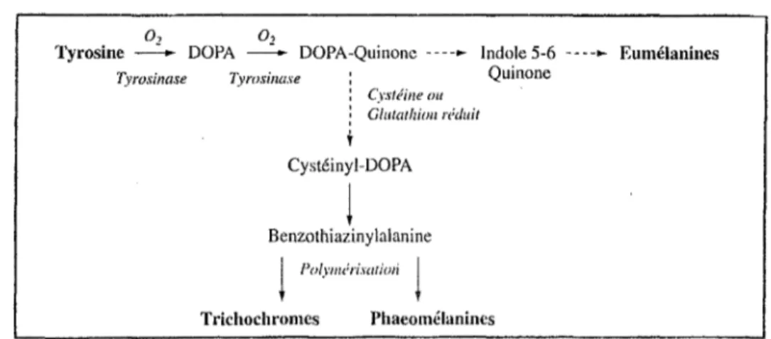 Figure  n°7::Principales étapes de la biosynthèse des mélanines  (41). 
