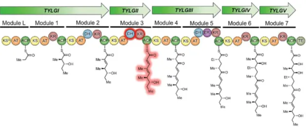 Figure 10: Fonctionnement des polycétides synthases (40) 