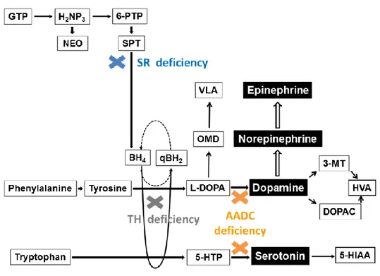 Figure  2 :  Voies  métaboliques  des  amines  biogènes.  Abréviations :  AADC :  décarboxylase  des  L-acides  aminés  aromatiques ; BH2 : 7,8-dihydrobioptérine ; BH4 : tétrahydrobioptérine ; DOPAC : acide 3,4-dihydroxyphénylacétique ; GTP :  guanosine  t