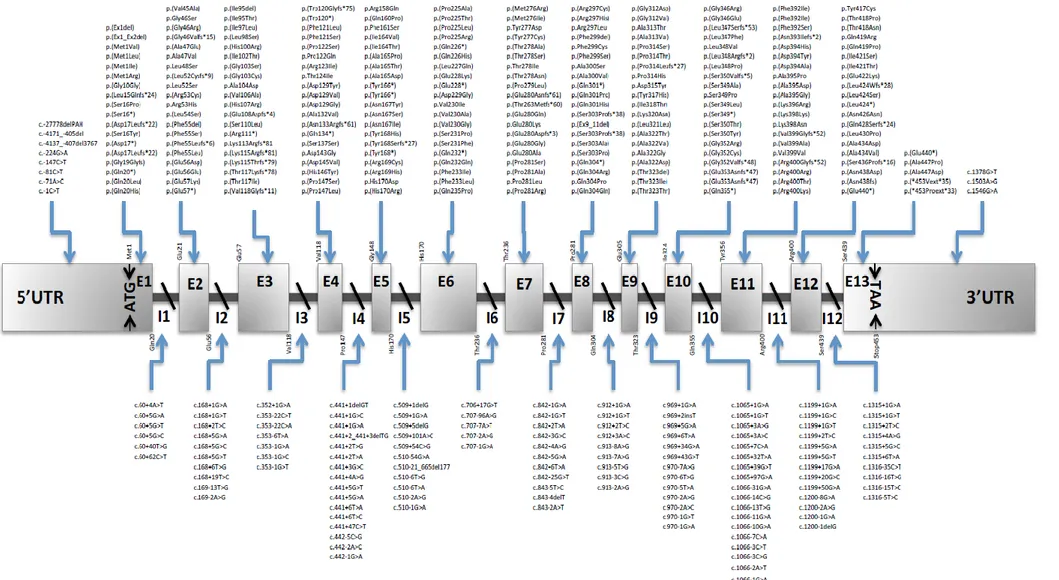 Figure 6 : Cartographie des principales mutations connues dans la phénylcétonurie. D’après (103)