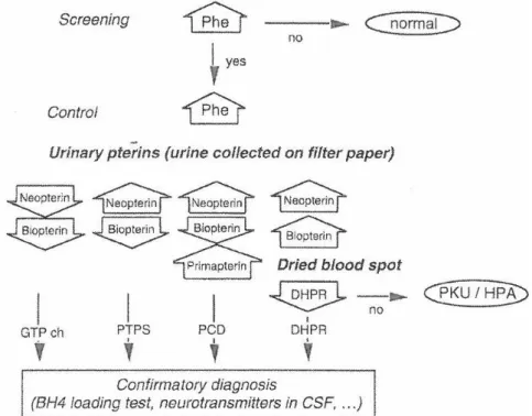 Figure  7 :  Algorithme  pour  le  diagnostic  différentiel  des  hyperphénylalaninémies