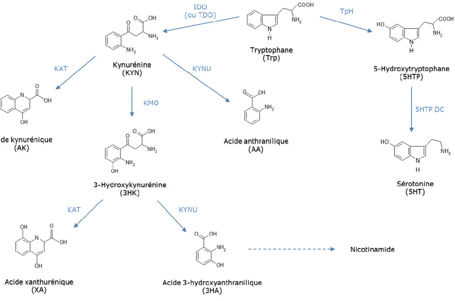 Figure  11 :  Le  métabolisme  du  tryptophane  via  les  voies  des  kynurénines  et  de  la  sérotonine