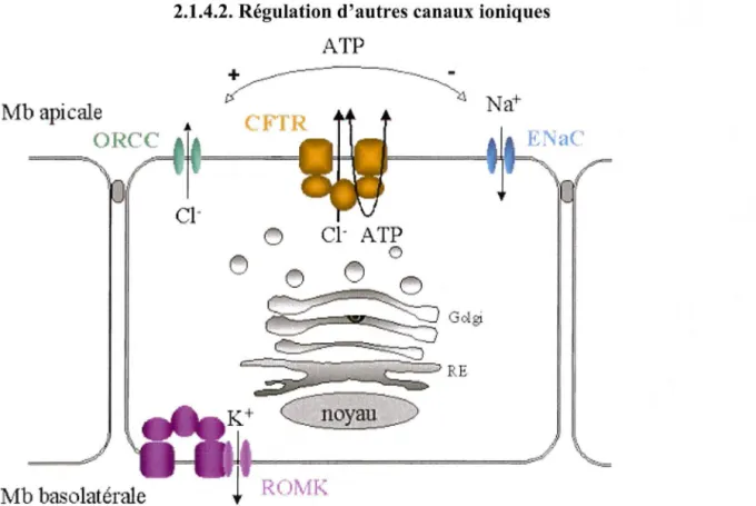 Figure 5: Régulation de canaux ioniques par CFTR d'après Schwiebe1i et al,  1999 
