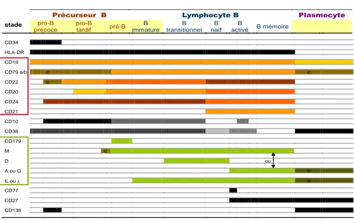 Tableau 3 : Différenciation des lymphocytes B (d’après (28))