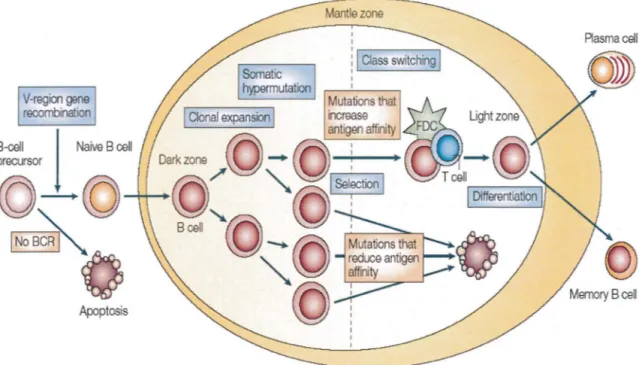 Figure 1 : Les différentes étapes de maturation du lymphocyte B dans le centre germinatif,  après stimulation antigénique