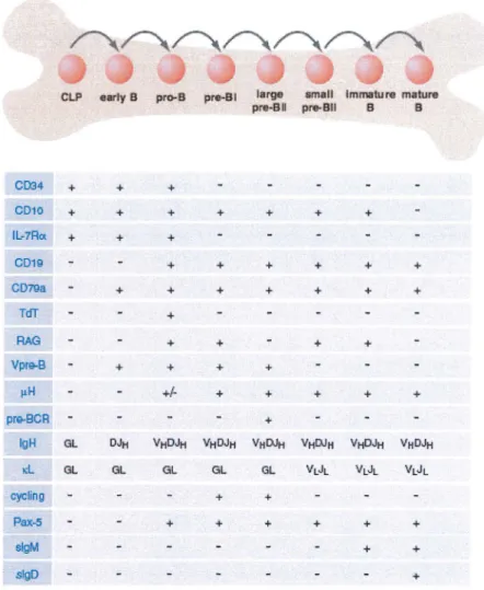 Figure 10 : Principales modifications phénotypiques au  cours de la  lymphopôièse B  CLP : progéniteur lymphoïde commun 