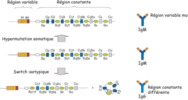 Figure 16 : Modifications moléculaires des gènes des lg dans les centres germinatifs  L'hypermutation somatique change l'affinité de  l'lg pour l'Ag