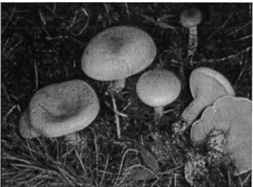 Figure 1 :Photographie des champignons savoyards 