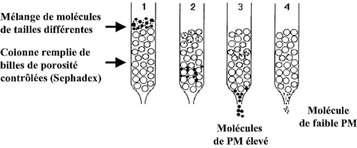 Figure 10 : Le mécanisme de l'exclusion/ diffas ion 