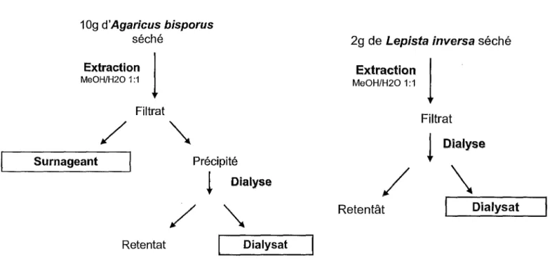 Figure 13 : Schémas d'extraction d'Agaricus bisporus et de Lepista inversa 