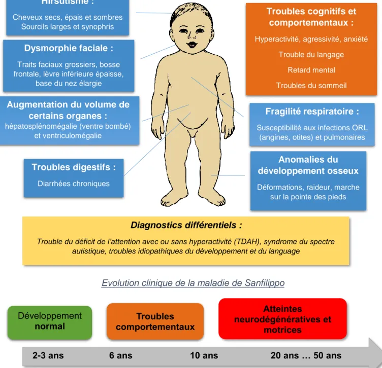 Figure 3 : Présentation clinique et évolution de la maladie de Sanfilippo 