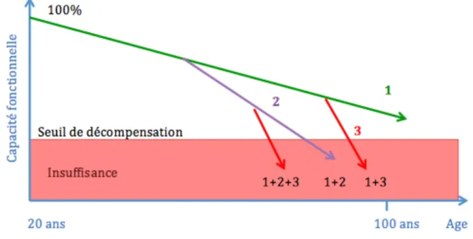 Figure  2:  Modélisation  de  la  décompensation  fonctionnelle  du  sujet  âgé 