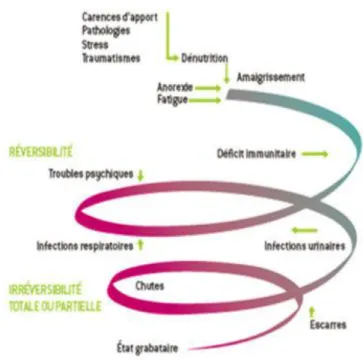 Figure 4: Spirale de la dénutrition d’après le Dr Monique Ferry (1993) 