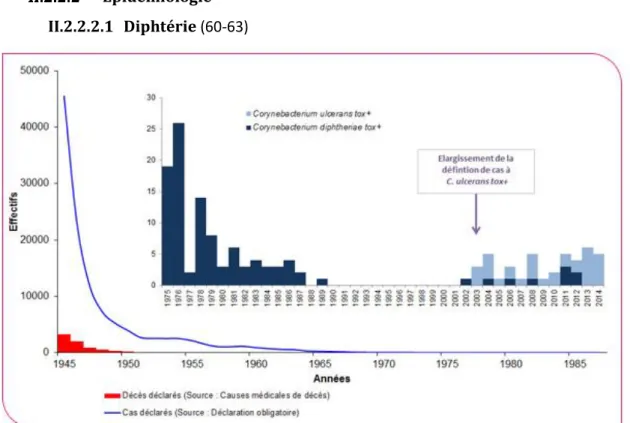 Figure 13 : Nombre de cas et de décès de diphtérie déclarés en France de 1945 à 2014 (source : déclarations obligatoires  INVS, Cépi-CDC) 