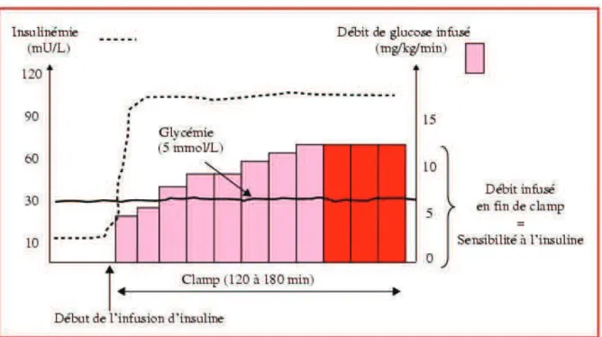 Figure 11. Clamp euglycémique hyperinsulinique