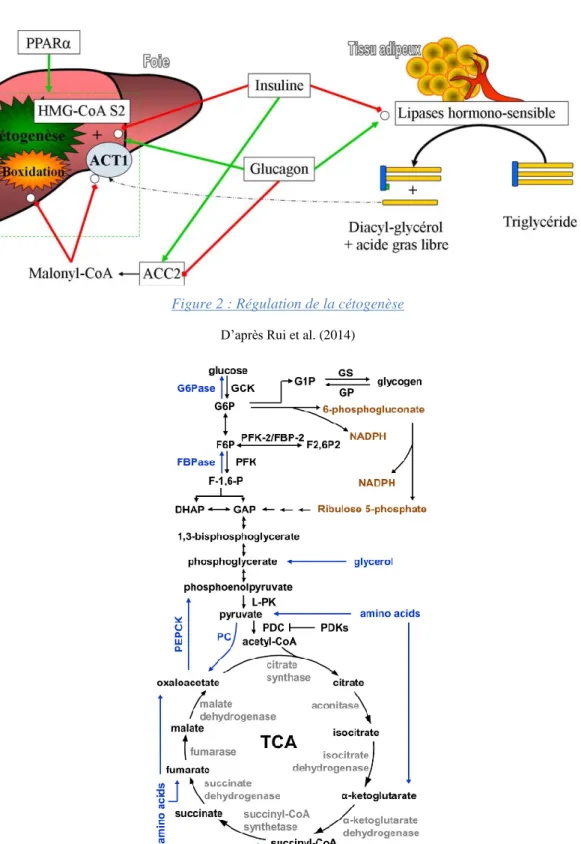 Figure 2 : Régulation de la cétogenèse  D’après Rui et al. (2014) 
