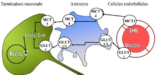 Figure 4 : Représentation schématique de la localisation des transporteurs GLUT et MCT dans le cerveau  des mammifères   