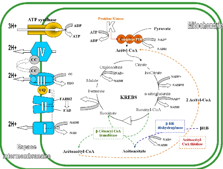 Figure 7 : L’entrée des cétones dans le cycle de Krebs et la phosphorylation oxydative  Adaptée de Kashiwaya et al., (2000) 