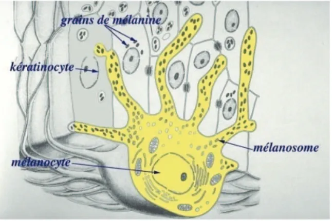 Figure 4 - Schéma d'un mélanocyte 