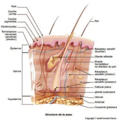 Figure 7 - Structure de la peau 