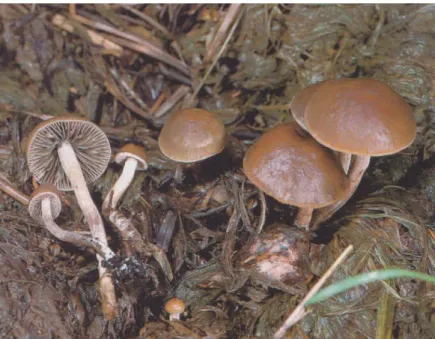 Figure 9. Panaeolus cinctulus  (Breitenbach et Kränzlin, 1995) 