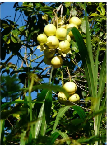 Figure 7 : Grappes de pomelos (Site internet n°13).
