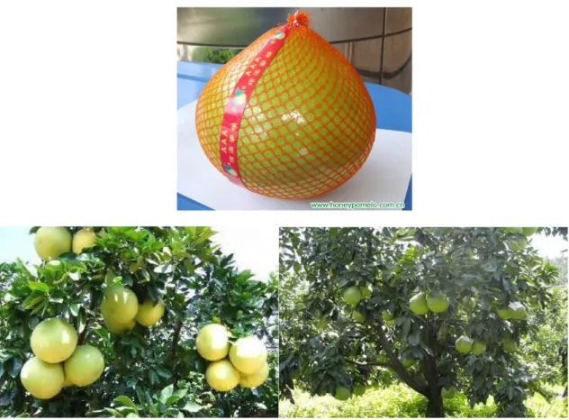Figure 11 : Citrus maxima 'Guang Xi' (Site internet n°7).