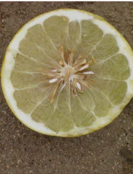 Figure 17 : Citrus maxima 'Siamese Sweet', coupe transversale du fruit (Site internet n°18).