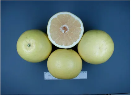 Figure 24 : Citrus x paradisi 'Marsh', coupe transversale du fruit (Site internet n°7).
