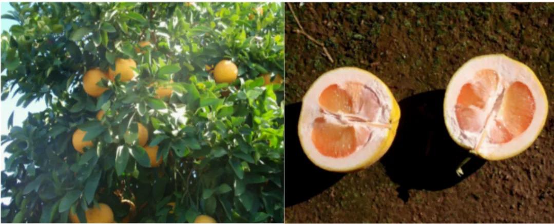 Figure 29 : Citrus x paradisi 'Ruby', coupe transversale du fruit (Site internet n°7).
