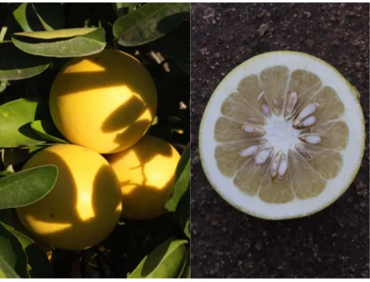 Figure 33 : Citrus x paradisi 'Triumph', coupe transversale du fruit (Site internet n°18.