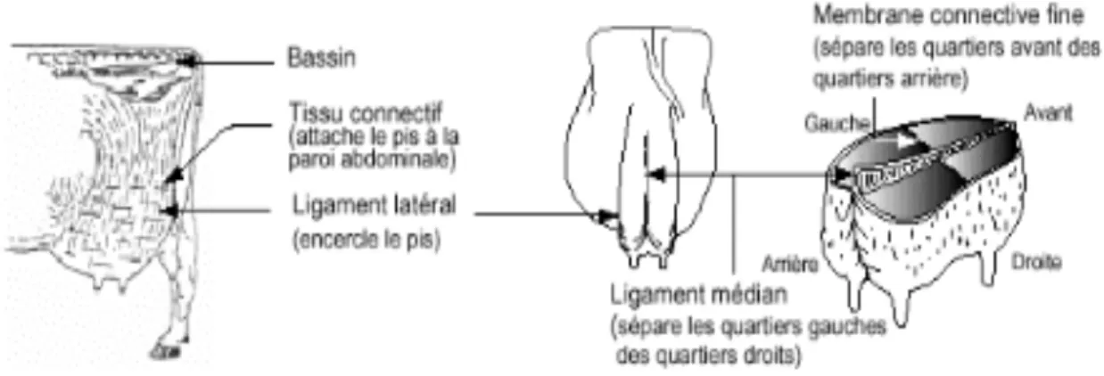 Figure 5 - Le système de support du pis de la vache (68) 