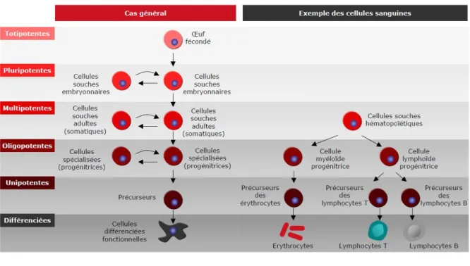 Figure 4 : Classification des CSH 