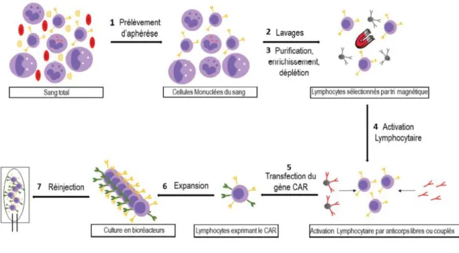 Figure 6 : Etapes de production des CAR-T cells  Thérapie cellulaire et cellules souches en 2018, Magalon et al