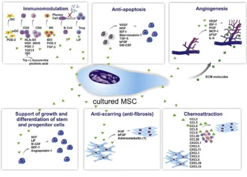 Figure 10 : Les CSM : propriétés et facteurs paracrines impliqués  Mechanisms involved in the therapeutic properties of mesenchymal stem cells 