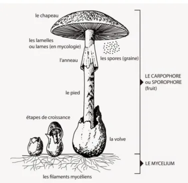 Figure 2 : Schéma représentant les différentes parties d’un champignon supérieur.  