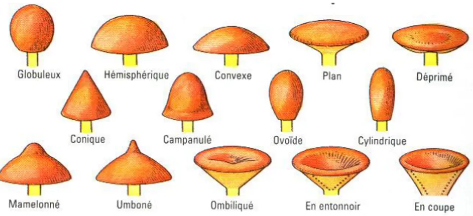 Figure 16 : Les différentes formes d’un chapeau de champignon. 