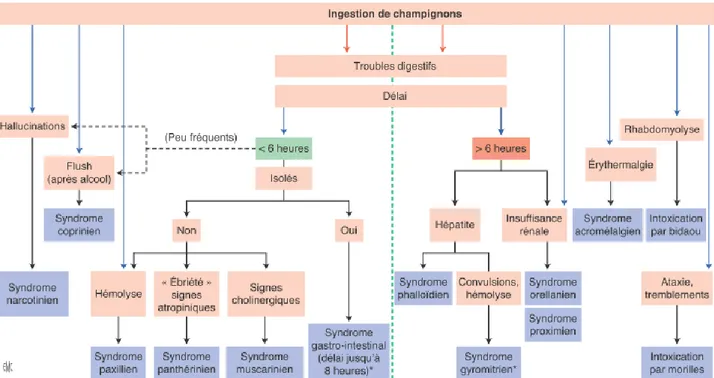 Figure 40 : Démarche diagnostique d’une intoxication aux champignons en France (15). 