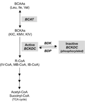 Figure 2 : Les deux premières étapes du catabolisme des BCAAs (3) 