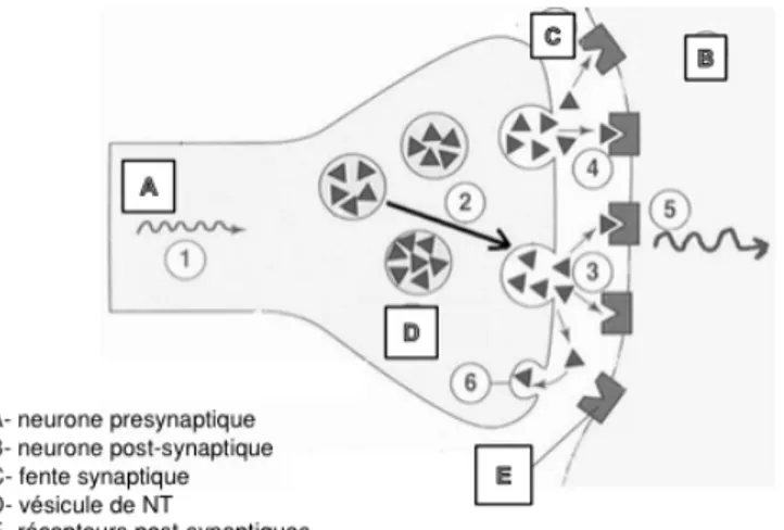 Figure 6 : Schéma d’une synapse (16) 