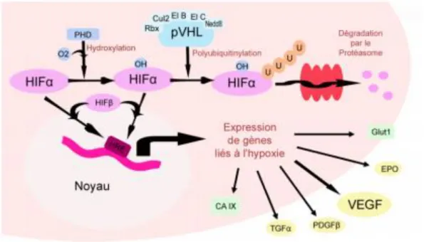 Figure 7 : Voie moléculaire VHL-HIF-VEGF impliquée dans la carcinogénèse rénale 28   