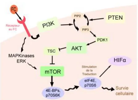 Figure 8 : Voie moléculaire PI3K-AkT-mTOR impliquée dans la carcinogénèse rénale 28   