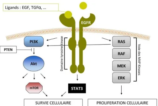Figure  9 :  Voies  moléculaires  de  l’EGF  et  des  MAP  Kinases  impliquées  dans  la  carcinogénèse rénale (source internet)