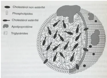 Figure 4 : Structure et composition générale d’une lipoprotéine (11) 