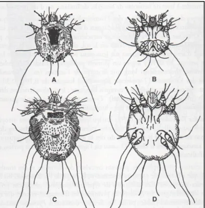 Figure 2 : Vue dorsale et ventrale du sarcopte mâle et femelle (7) 