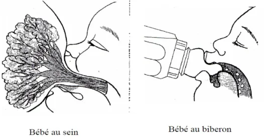 Figure 2:  Comparaison de la succion du sein et du biberon  [60]